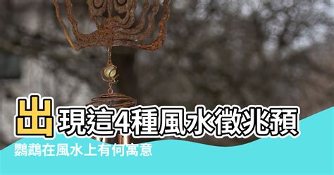 鸚鵡 預兆|【鸚鵡什麼風水】出現這4種風水徵兆預示家有喜事 